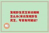 发现野生灵芝采访视频怎么办(采访发现野生灵芝，专家有何建议？