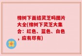橡树下面结灵芝吗图片大全(橡树下灵芝大集合：红色、蓝色、白色，应有尽有)
