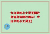 大山里的小土灵芝图片高清高清图片展示：大山中的小土灵芝)