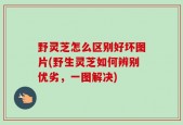 野灵芝怎么区别好坏图片(野生灵芝如何辨别优劣，一图解决)