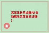 灵芝生长节点图片(生动展示灵芝生长过程！)