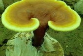 灵芝孢子粉价格是多少？除了价格还要看它