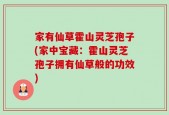 家有仙草霍山灵芝孢子(家中宝藏：霍山灵芝孢子拥有仙草般的功效)