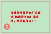 福建种植灵芝米厂家直销(福建灵芝米厂家直销，品质有保证！)