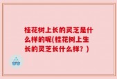 桂花树上长的灵芝是什么样的呢(桂花树上生长的灵芝长什么样？)