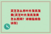 灵芝怎么养叶片发亮发黄(灵芝叶片发亮发黄怎么照顾？详细指南告诉你)