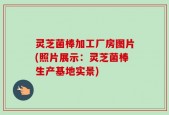 灵芝菌棒加工厂房图片(照片展示：灵芝菌棒生产基地实景)
