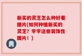 新买的灵芝怎么种好看图片(如何种植新买的灵芝？学学这些装饰性图片！)