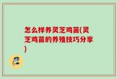 怎么样养灵芝鸡苗(灵芝鸡苗的养殖技巧分享)