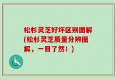 松杉灵芝好坏区别图解(松杉灵芝质量分辨图解，一目了然！)
