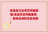 龙泉森之谷灵芝种植基地(龙泉灵芝种植基地：森林谷间的生态宝藏)