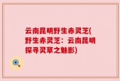 云南昆明野生赤灵芝(野生赤灵芝：云南昆明探寻灵草之魅影)