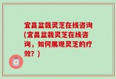 宜昌盆栽灵芝在线咨询(宜昌盆栽灵芝在线咨询，如何展现灵芝的疗效？)