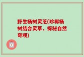 野生杨树灵芝(珍稀杨树结合灵草，探秘自然奇观)
