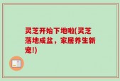 灵芝开始下地啦(灵芝落地成盆，家居养生新宠!)