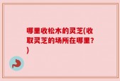 哪里收松木的灵芝(收取灵芝的场所在哪里？)