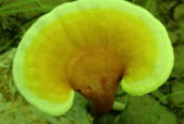 灵芝孢子粉哪个厂家的好？90%的人都不知道！