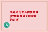 多年灵芝怎么种植盆景(种植长寿灵芝成盆景的方法)