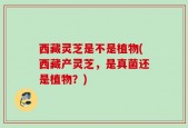 西藏灵芝是不是植物(西藏产灵芝，是真菌还是植物？)