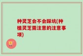 种灵芝会不会踩坑(种植灵芝需注意的注意事项)