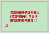 灵芝和孢子的区别图片(灵芝和孢子：学会识别它们的外观差异！)