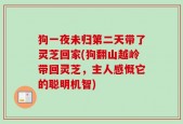 狗一夜未归第二天带了灵芝回家(狗翻山越岭带回灵芝，主人感慨它的聪明机智)