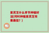 紫灵芝什么季节种植好活(何时种植紫灵芝效果最佳？)