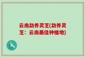 云南勐养灵芝(勐养灵芝：云南最佳种植地)