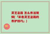 灵芝盆栽 怎么养活视频(「彩色灵芝盆栽的养护技巧」)