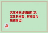 灵芝成熟过程图片(灵芝生长蜕变，形态变化脱颖而出)