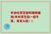 羊会吃灵芝菇吗视频播放(羊对灵芝菇一招不落，竟食入肚！)