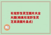 石龙野生灵芝图片大全大图(精美石龙野生灵芝高清图片盘点)