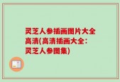 灵芝人参插画图片大全高清(高清插画大全：灵芝人参图集)