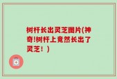 树杆长出灵芝图片(神奇!树杆上竟然长出了灵芝！)