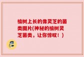 榆树上长的像灵芝的菌类图片(神秘的榆树灵芝菌类，让你惊叹！)