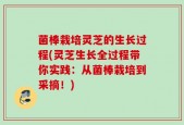 菌棒栽培灵芝的生长过程(灵芝生长全过程带你实践：从菌棒栽培到采摘！)