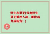 野生亦灵芝(云南野生灵芝重现人间，重拾活力成新宠！)