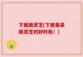 下雨摘灵芝(下雨是采摘灵芝的好时机！)