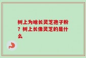 树上为啥长灵芝孢子粉？树上长像灵芝的是什么