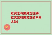 红灵芝与黑灵芝区别(红灵芝和黑灵芝的不同之处)