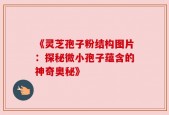 《灵芝孢子粉结构图片：探秘微小孢子蕴含的神奇奥秘》