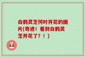 白鹤灵芝何时开花的图片(奇迹！看到白鹤灵芝开花了？！)