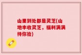 山里到处都是灵芝(山地丰收灵芝，福利满满待你拾)