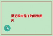 灵芝跟树茄子的区别图片