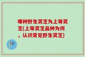 哪种野生灵芝为上等灵芝(上等灵芝品种为何，认识常见野生灵芝)