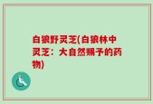 白狼野灵芝(白狼林中灵芝：大自然赐予的药物)