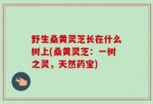 野生桑黄灵芝长在什么树上(桑黄灵芝：一树之灵，天然药宝)