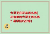 大灵芝在花盆怎么养(花盆里的大灵芝怎么养？易学技巧分享)