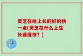 灵芝在啥上长的好的快一点(灵芝在什么上生长速度快？)