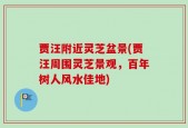 贾汪附近灵芝盆景(贾汪周围灵芝景观，百年树人风水佳地)